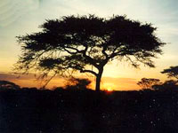 Tanzania_Serengeti_JDuk.jpg