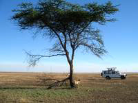 Tanzania_serengethicheetah.jpg