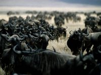 Wilderbeest.jpg