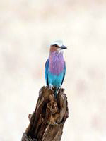 tanzania-bird.jpg