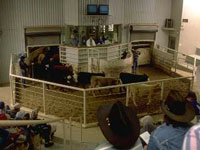 Livestock-Auction---Amarill.jpg