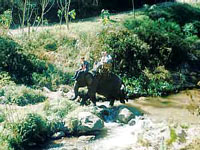 elephant-ride.jpg