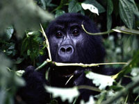 gorilla-UTB.jpg