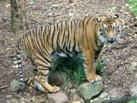 MelbourneZoo.JPG