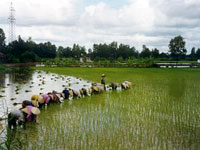 Rice planting