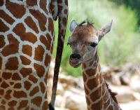 Birmingham Zoo photo