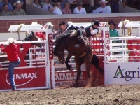 Calgary Stampede photo