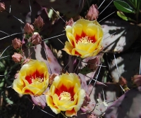 Tucson Botanical Gardens photo