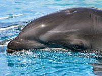Dolphin Encounters photo