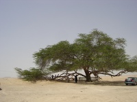 Jebel Al Dukhan and the Tree of Life photo