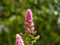 Flower Forest photo