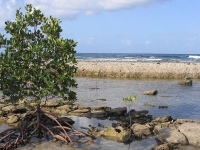 Graeme Hall Swamp photo