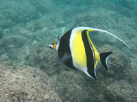 Bermuda Snorkel Park photo