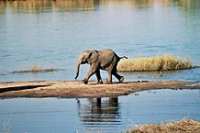 Chobe National Park photo