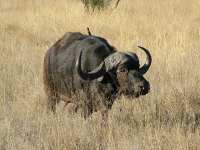 Gaborone Game Reserve photo