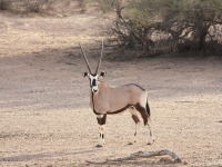 Kgalagadi Transfrontier Park photo