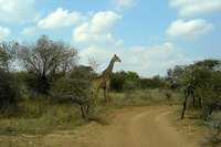 Mokolodi Nature Reserve photo