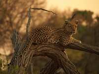 Moremi Wildlife Reserve photo