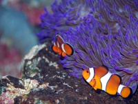 Vancouver Aquarium Marine Science Centre photo