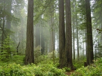 North Coast Redwoods District photo