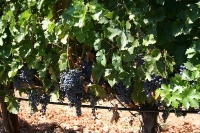 San Diego Wine Country photo