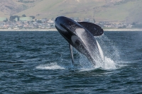 Whale Watching photo