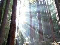 Muir Woods photo