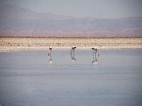 Reserva Nacional Los Flamencos photo