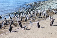 Magdalena Island Penguin Reserve photo