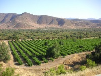 Wine Country photo