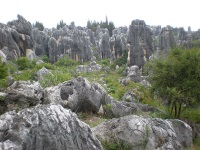 Stone Forest photo