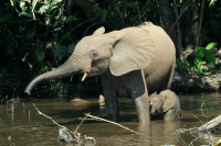 Odzala National Park photo