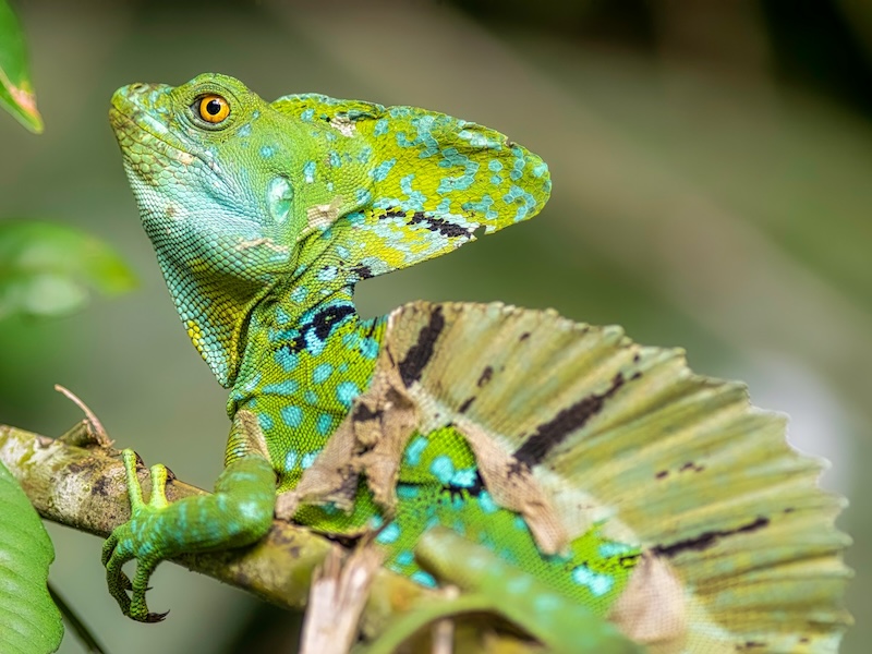 Tortuguero National Park photo