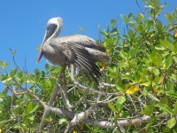 Galapagos Islands photo