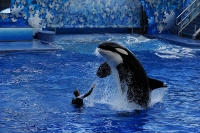 SeaWorld Orlando photo