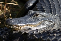 Everglades National Park photo