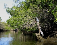 Herons on the Estero River