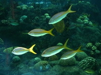 Florida Aquarium photo