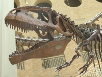 Fernbank Museum of Natural History photo