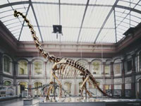 Natural History Museum photo
