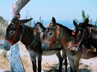 Donkey trekking photo