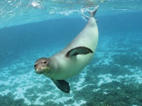A monk seal