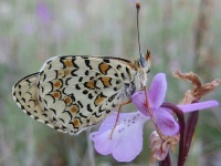 Petaloudes Valley of the Butterflies photo