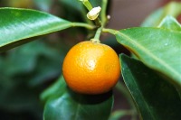Kumquat Groves in Nymphes