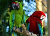 Bali Bird Park photo