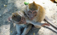 Sacred Monkey Forest of Padangtegal photo