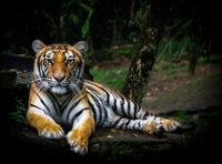 Sumatra photo
