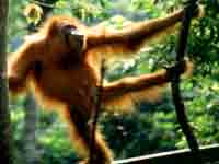 Bukit Lawang photo