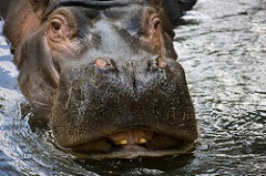 Hippo at Dublin Zoo
