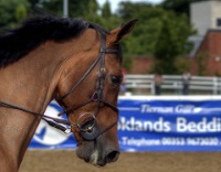 Failte Ireland Dublin Horse Show photo